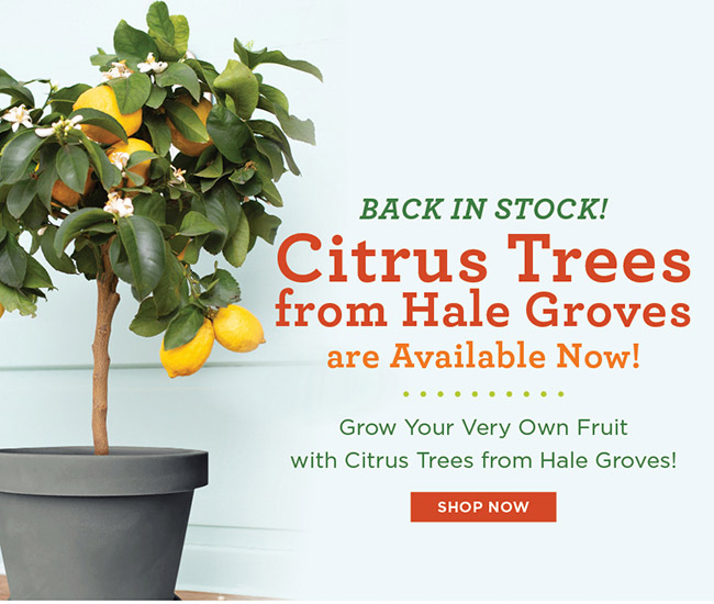 🌿 BACK in Stock - Citrus Trees from Hale Groves are Available Now! 🍊 ...