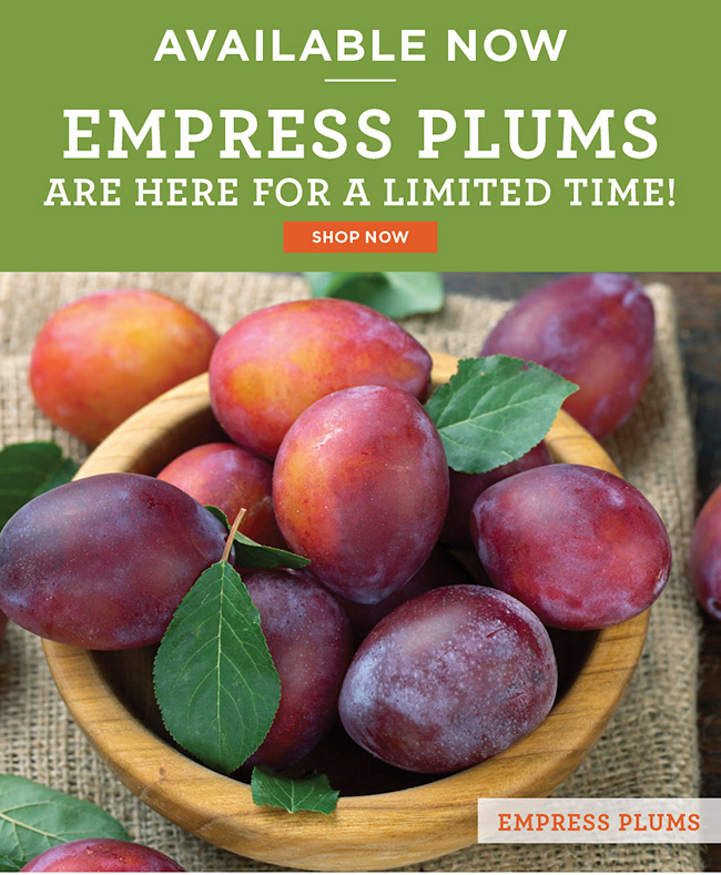 Available NOW Empress Plums are Here for a Limited Time! Hale Groves